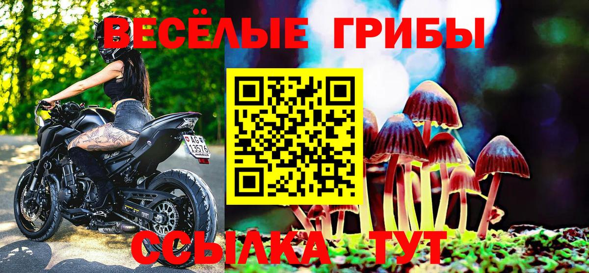 Псилоцибиновые грибы GOLDEN TEACHER  Чернушка 